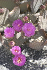 Opuntia basilaris