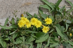 Ixeris chinensis