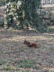 Sciurus vulgaris