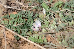 Astragalus scaberrimus