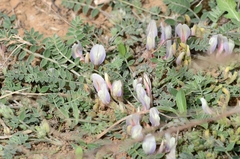 Astragalus scaberrimus