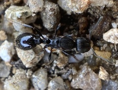 Oxyopomyrmex
