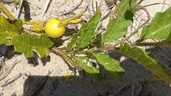 Solanum reineckii