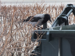 Corvus cornix