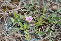 Erodium stephanianum