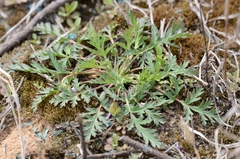Erodium stephanianum
