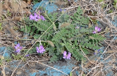 Gueldenstaedtia verna