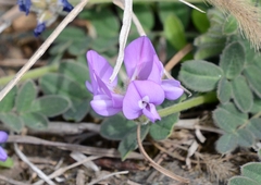 Gueldenstaedtia verna