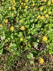 Ficaria verna