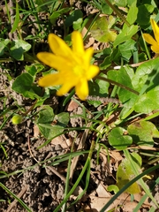 Ficaria verna