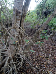 Bravaisia integerrima