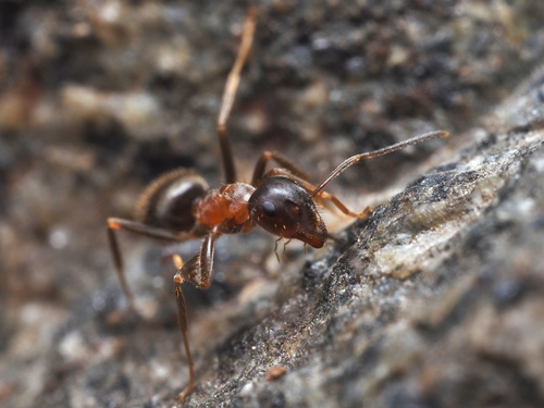 Central European Bicolored Ant, Central Park, New York, New York, United States, photo 8 of 10