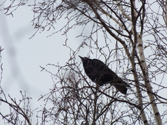 Corvus frugilegus