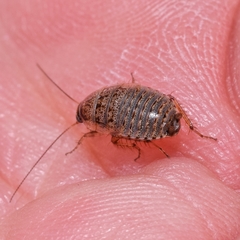 Phyllodromica