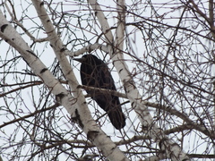 Corvus frugilegus