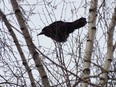Corvus frugilegus