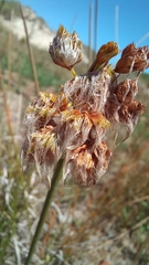 Androtrichum trigynum