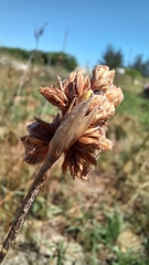 Androtrichum trigynum