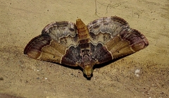 Pyralis pictalis