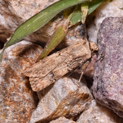 Agrotis puta