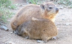 Procavia capensis johnstoni
