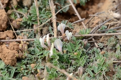 Astragalus scaberrimus