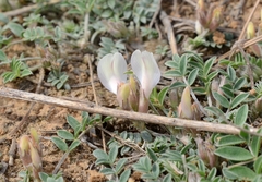 Astragalus scaberrimus