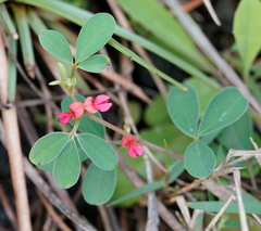 Indigofera trifoliata