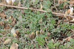 Astragalus scaberrimus