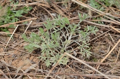 Artemisia capillaris
