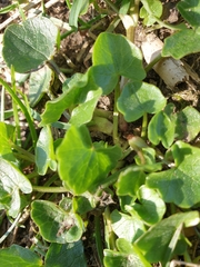 Ficaria verna