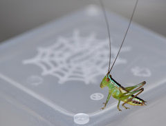 Conocephalus bidentatus