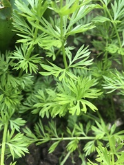 Magnoliopsida