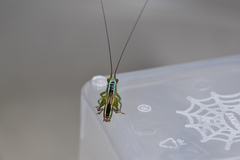 Conocephalus bidentatus