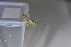 Conocephalus bidentatus