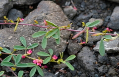 Indigofera trifoliata