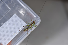 Conocephalus bidentatus