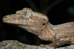 Uroplatus guentheri