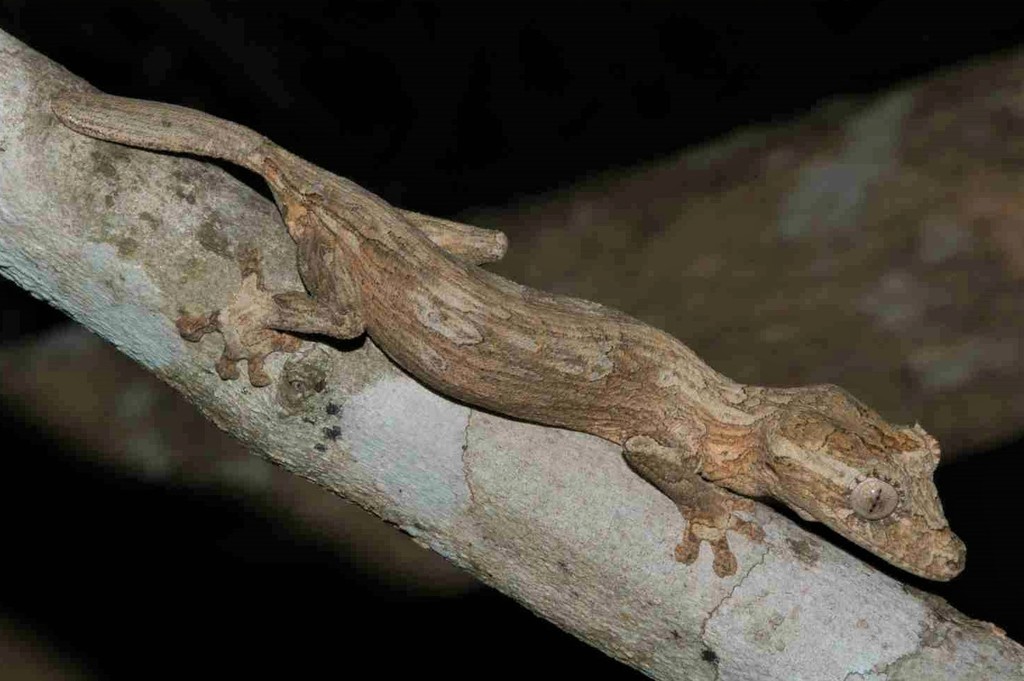 Gunther's FIat-tail Gecko