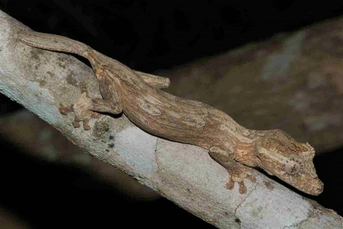 Gunther's Flat-tail Gecko