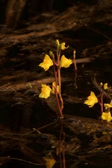 Utricularia