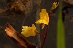 Utricularia
