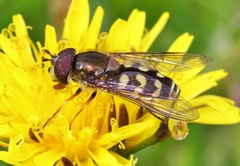 Dasysyrphus intrudens
