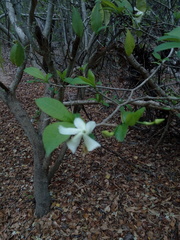 Tabernaemontana amygdalifolia