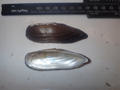 Lanceolaria oxyrhyncha