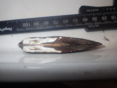 Lanceolaria oxyrhyncha