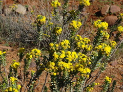 Euryops lateriflorus