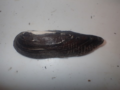 Lanceolaria oxyrhyncha