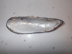 Lanceolaria oxyrhyncha