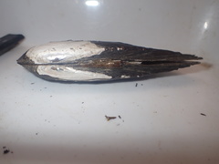 Lanceolaria oxyrhyncha